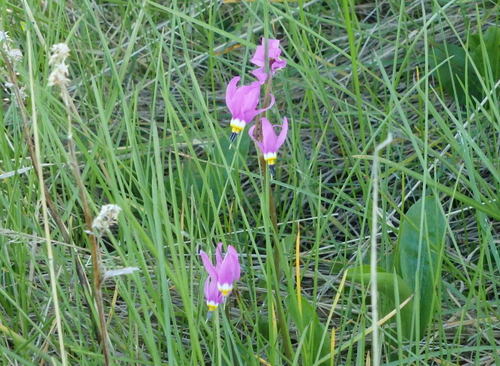 GDMBR: Shooting Star Flower.